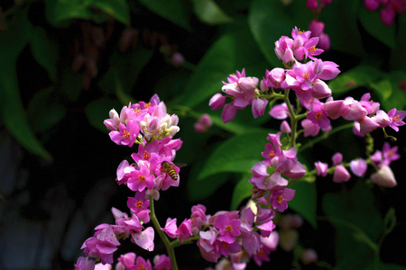 花园里的一群粉红色的花和蜜蜂。五颜六色的花。一群黄色白色和粉红色的花。