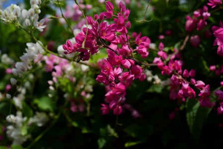 花园里的一群粉红色的花和蜜蜂。五颜六色的花。一群黄色白色和粉红色的花。