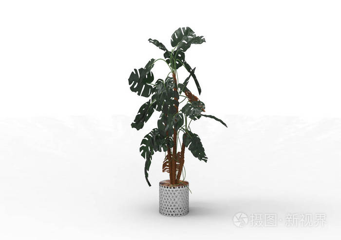 绿叶树分离背景