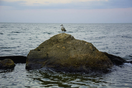 一群海鸥坐在码头上