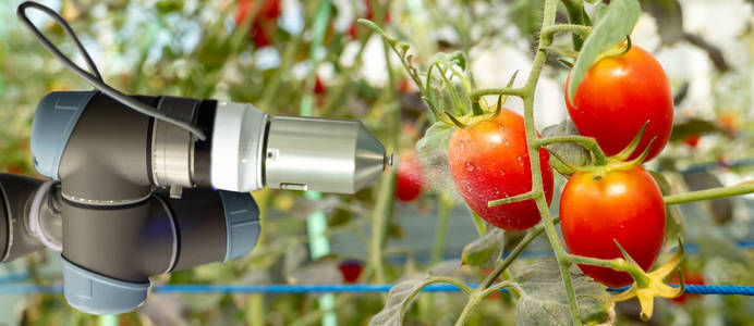农业中的智能机器人未来概念机器人自动化必须编程在垂直或室内农场工作，以提高效率，种植种子收获减少时间
