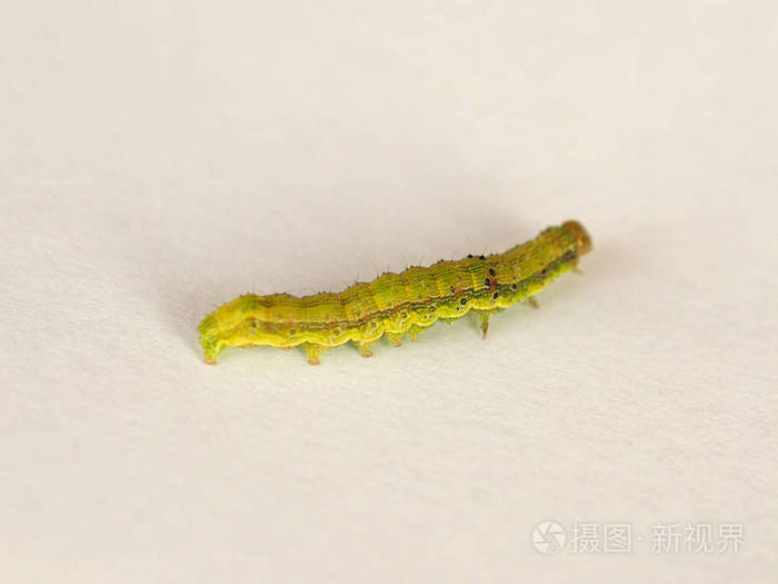 白色背景下的金双斑蛾 蛹 幼虫照片 正版商用图片146sfy 摄图新视界