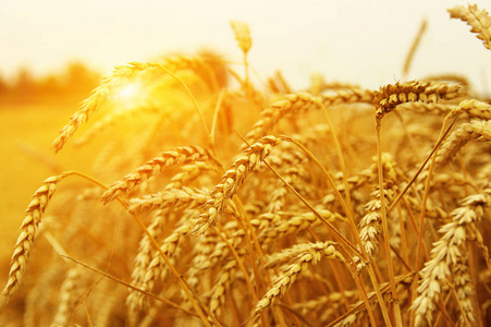 小麦太阳图片