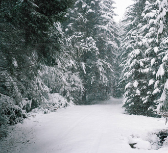 狂暴的雪落在冬天的仙女森林里。 美丽的冬季景观中的雪树。 雪山上冬天森林里的雪原。 圣诞背景。