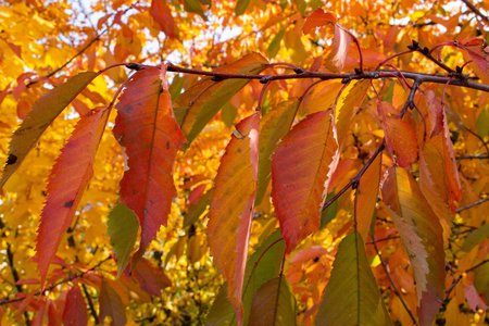 秋天的树枝，有五颜六色的叶子
