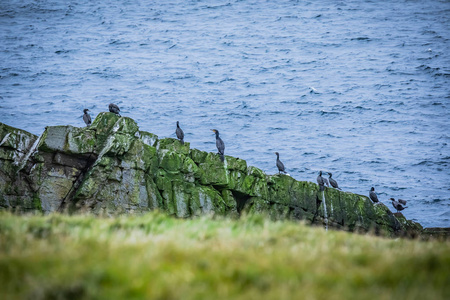 苏格兰谢特兰岛美丽的风景穆萨岛