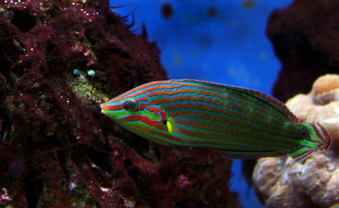 s Wrasse Halichoeres melanurus