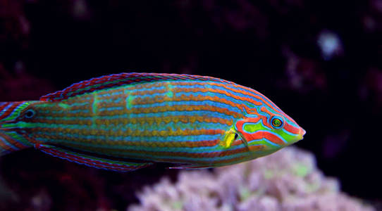 s Wrasse Halichoeres melanurus