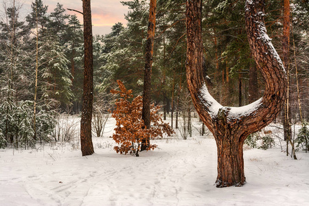 在冬天的森林里散步。 景观。 大自然。 冬天。 雪。