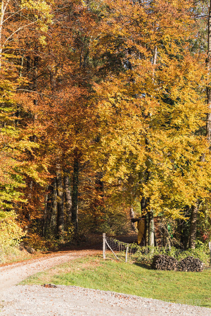 瑞士公园秋天五颜六色的树叶和树木