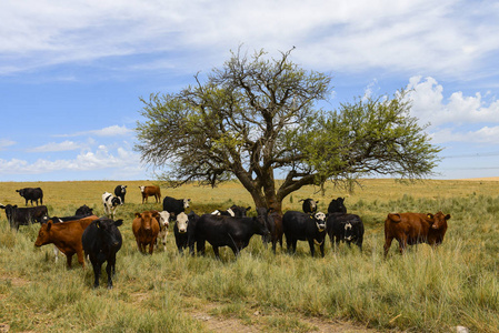 在阿根廷的潘帕牧场上吃的牛排