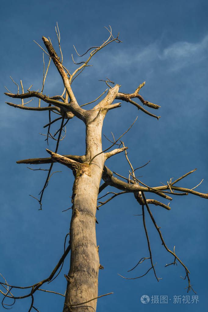 瑞士的秋天光秃秃的树没有树叶和蓝天