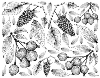 浆果水果插图壁纸的手工绘制草图的罗甘莓和洋红，礼来，洋红，樱桃或Syzygium圆锥花序水果分离在白色背景。