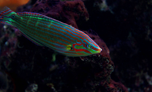 s Wrasse Halichoeres melanurus