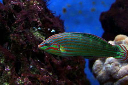 s Wrasse Halichoeres melanurus