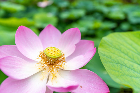 合上莲花的水