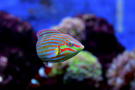 s Wrasse Halichoeres melanurus