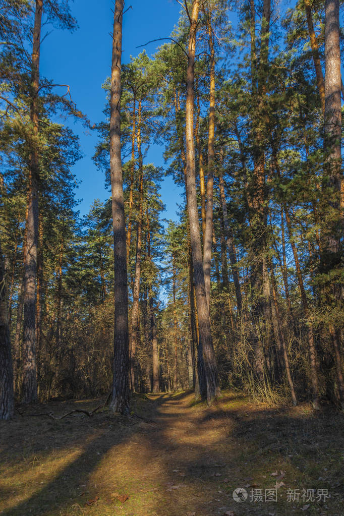 松树林松诺米博尔森林.卡卢加地区.俄罗斯