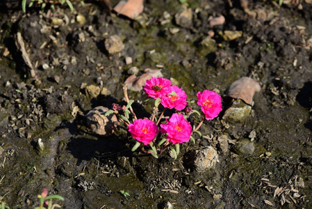 五颜六色的花。一组黄色白色和粉红色的花FrangipaniPluseria，白色和黄色的Frangipani花，背景是叶子