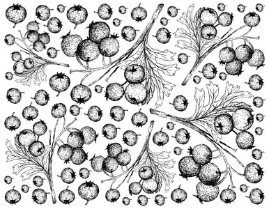 热带水果插图壁纸手绘草图山楂浆果或克拉塔格斯水果分离在白色背景。 用于食品和自然疗法药物。
