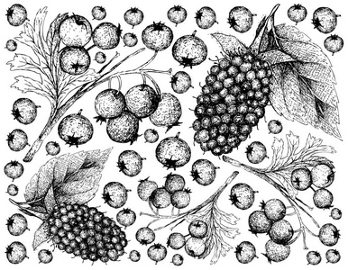 浆果水果插图壁纸手绘素描，美味的新鲜Kotataberry与绿叶隔离在白色背景。 维生素c和b含量高。