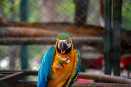 蓝色和黄色绿色金刚鹦鹉阿拉拉鲁纳吃番石榴。