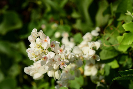 花园里的一群粉红色的花和蜜蜂。