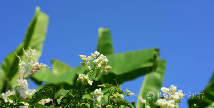 花园里的一群粉红色的花和蜜蜂。