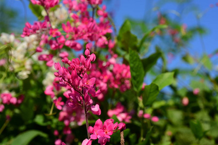 花园里的一群粉红色的花和蜜蜂。