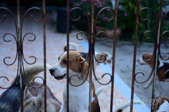 可爱的狗躺在房子里锁在铁栅栏后面的房子里