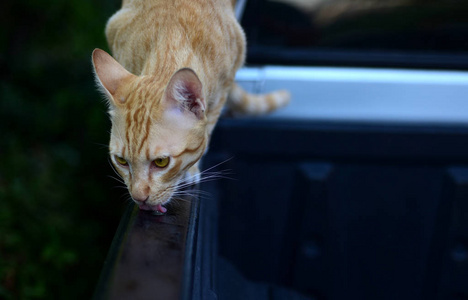 一张棕色猫的特写照片。一只悲伤的塔比猫的肖像。一只塔比猫的特写镜头