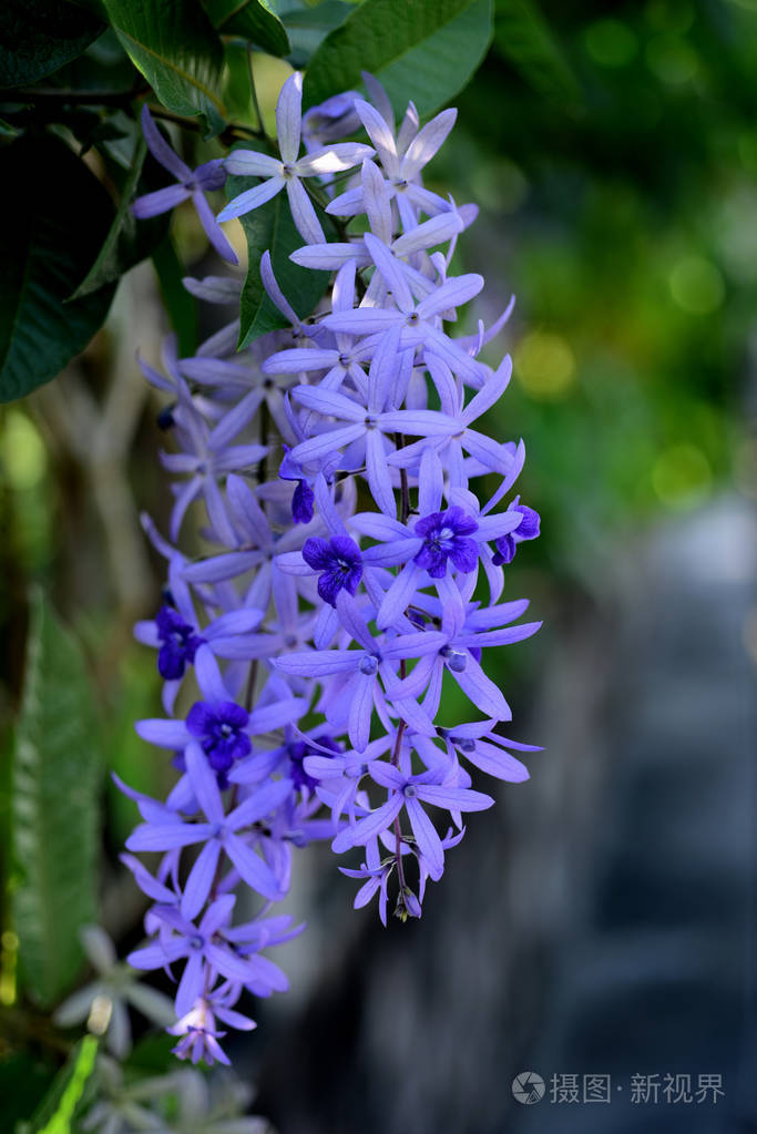 紫罗兰花背景:用阳光封闭蓝色花朵. 花背景蓝色花春花复古夏季背景.
