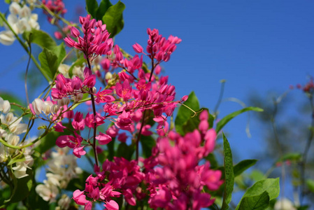 花园里五颜六色的花。梅花盛开。花园里美丽的花在夏天绽放。点缀着正式的花园。 公园。 美丽的花园。