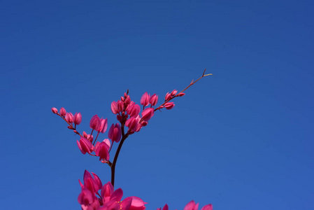 花园里五颜六色的花。梅花盛开。花园里美丽的花在夏天绽放。点缀着正式的花园。 公园。 美丽的花园。