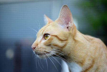 一张棕色猫的特写照片。一只悲伤的塔比猫的肖像。一只塔比猫的特写镜头