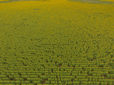 农田作物的空中景观图片