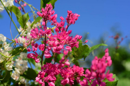 花园里的一群粉红色的花和蜜蜂。