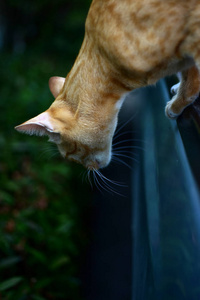 一张棕色猫的特写照片。一只悲伤的塔比猫的肖像。一只塔比猫的特写镜头