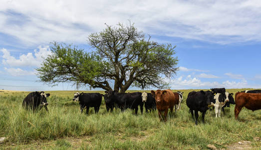 在阿根廷的潘帕牧场上吃的牛排照片
