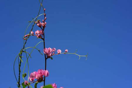 花园里五颜六色的花。梅花盛开。花园里美丽的花在夏天绽放。点缀着正式的花园。 公园。 美丽的花园。