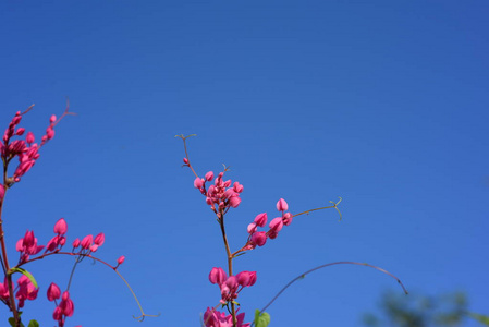 花园里五颜六色的花。梅花盛开。花园里美丽的花在夏天绽放。点缀着正式的花园。 公园。 美丽的花园。