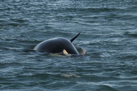 虎鲸捕食海狮图片