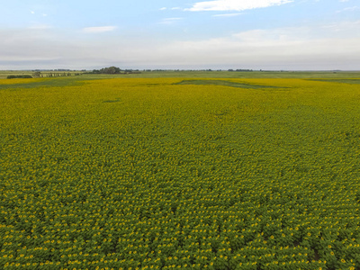 农田作物的空中景观图片