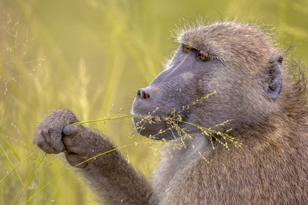 非洲南部克鲁格国家公园的ChacmaBaboon狗熊早餐吃草籽