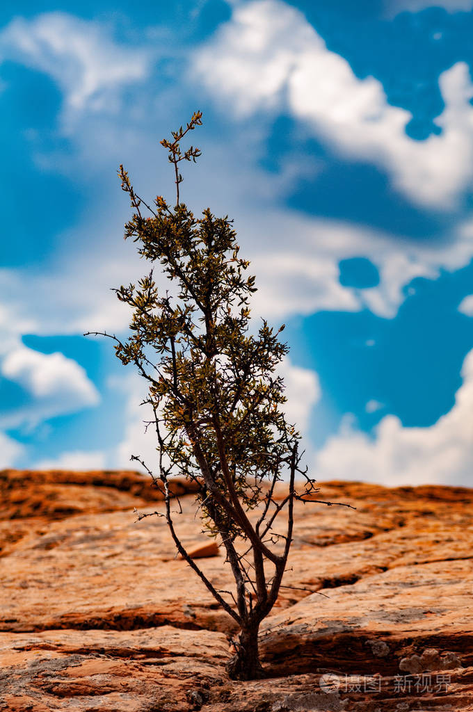 美国纳瓦霍土地上亚利桑那州图巴市科罗拉多高原的植被树在这崎岖的