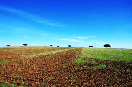 葡萄牙南部的犁田