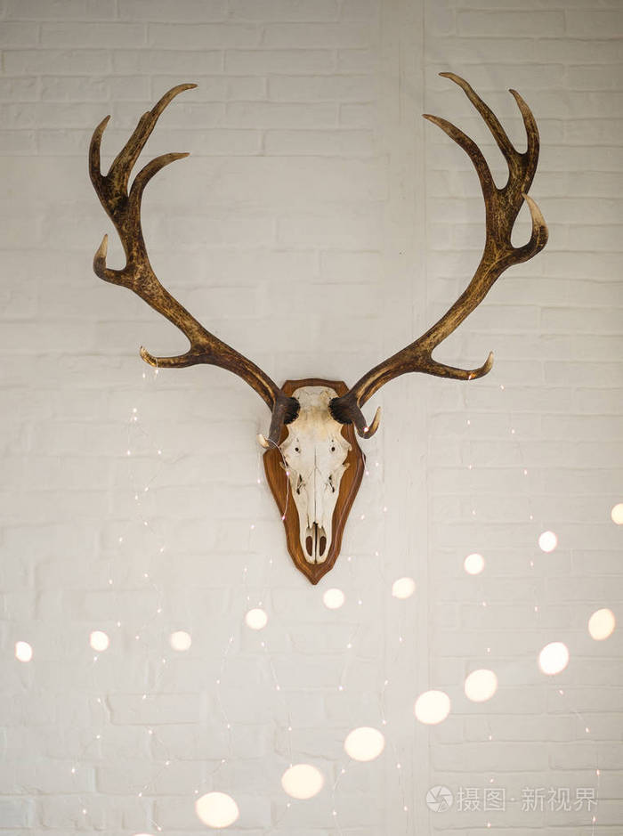 鹿角挂在白色的墙上作为装饰博克