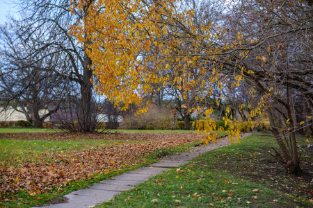 寂寞的树，最后一片彩色的叶子，在冬天前不久的树枝上，暗淡的秋色，空的公园里，有树干