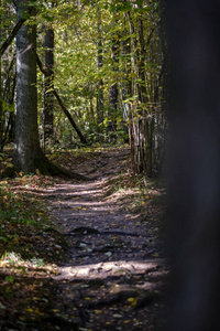 深秋农村的森林细节，树干彩色树叶和空枝