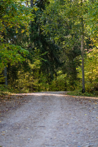 秋天公园树干之间的空乡村道路。 秋天的颜色